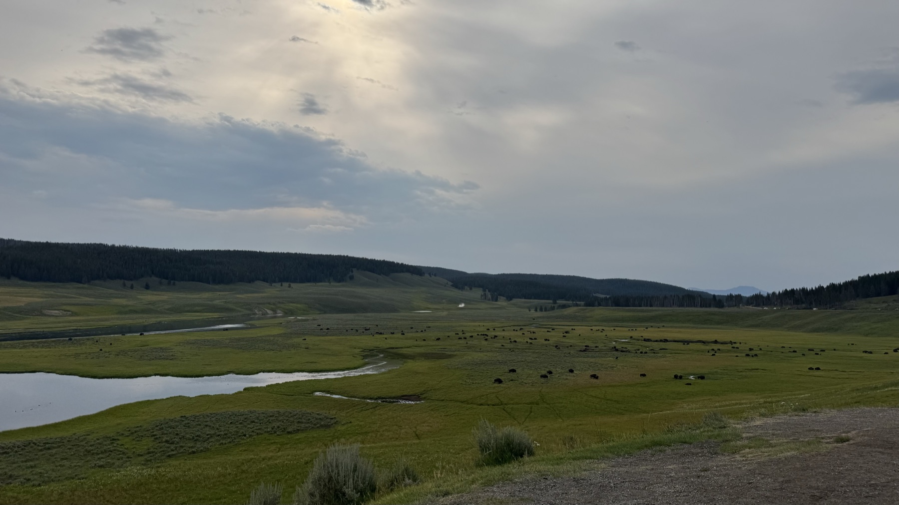 Large bison herd spread across Lamar Valley in Yellowstone National Park