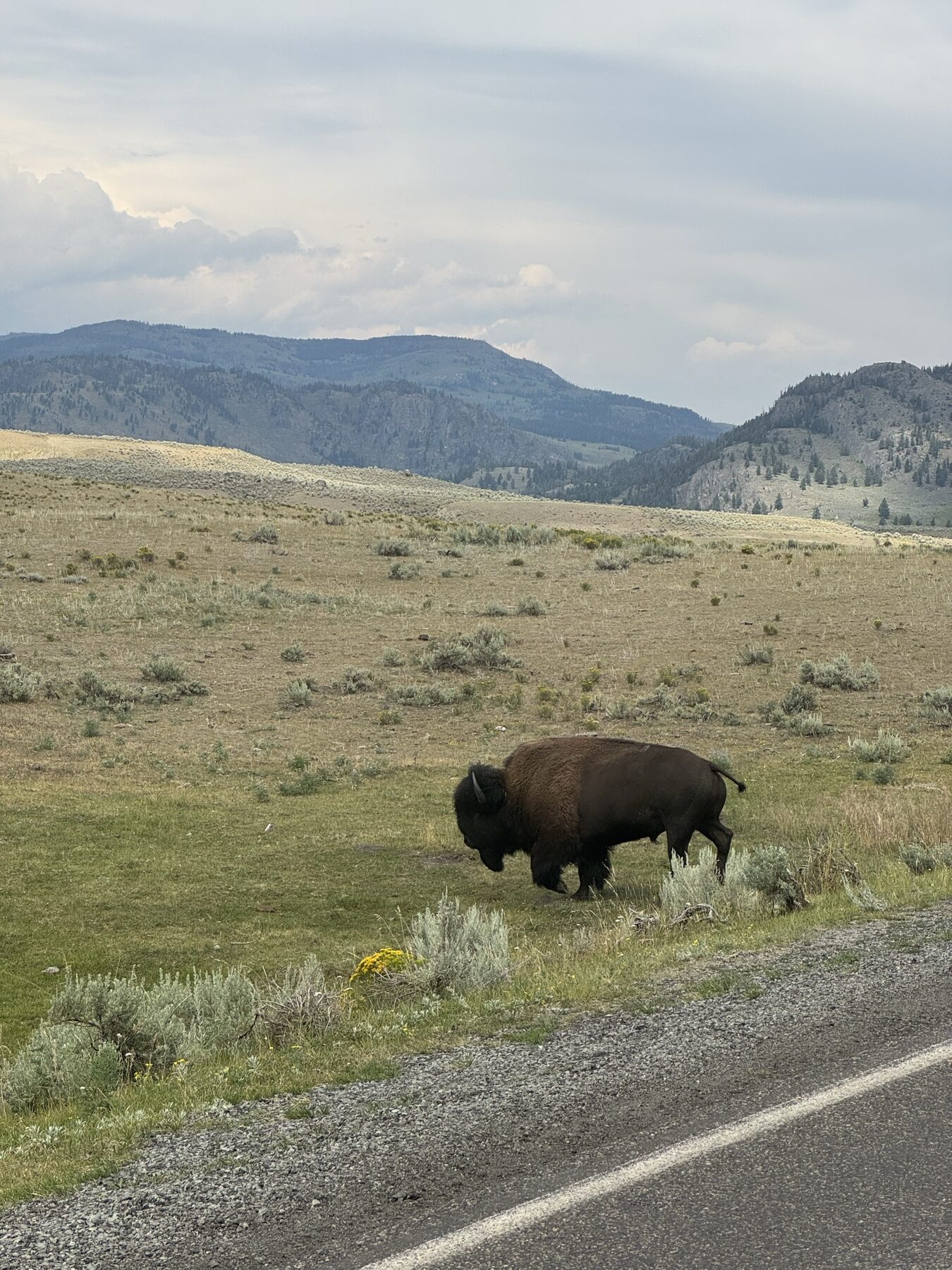 Bison walking beside a road in Yellowstone National Park