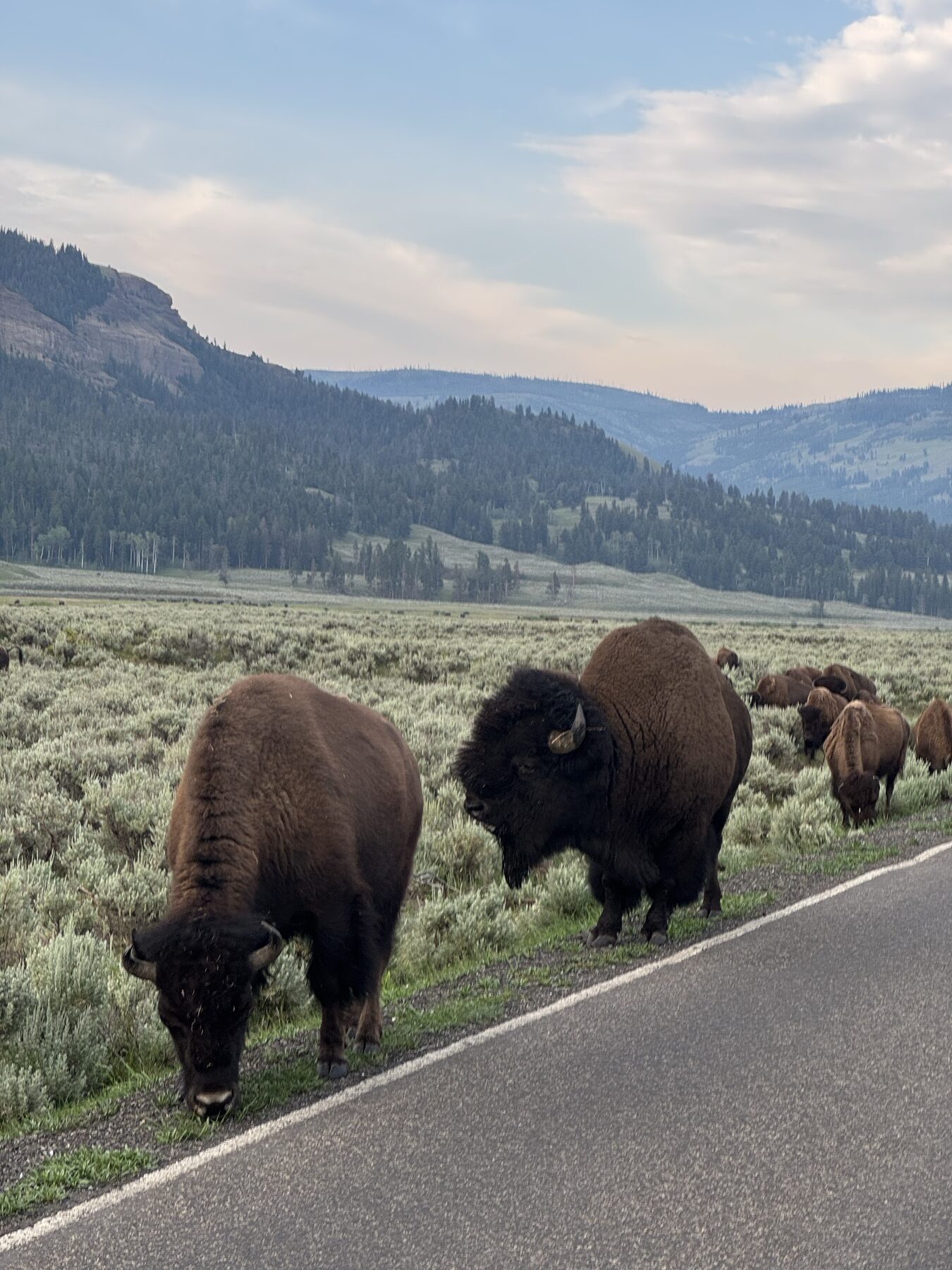 Bison grazing beside the road in Lamar Valley with mountains behind