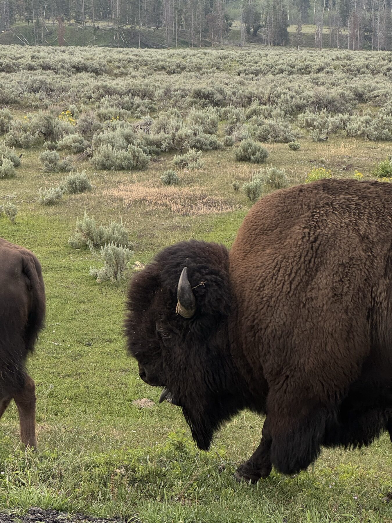 Close view of a bison photographed from inside a vehicle in Yellowstone