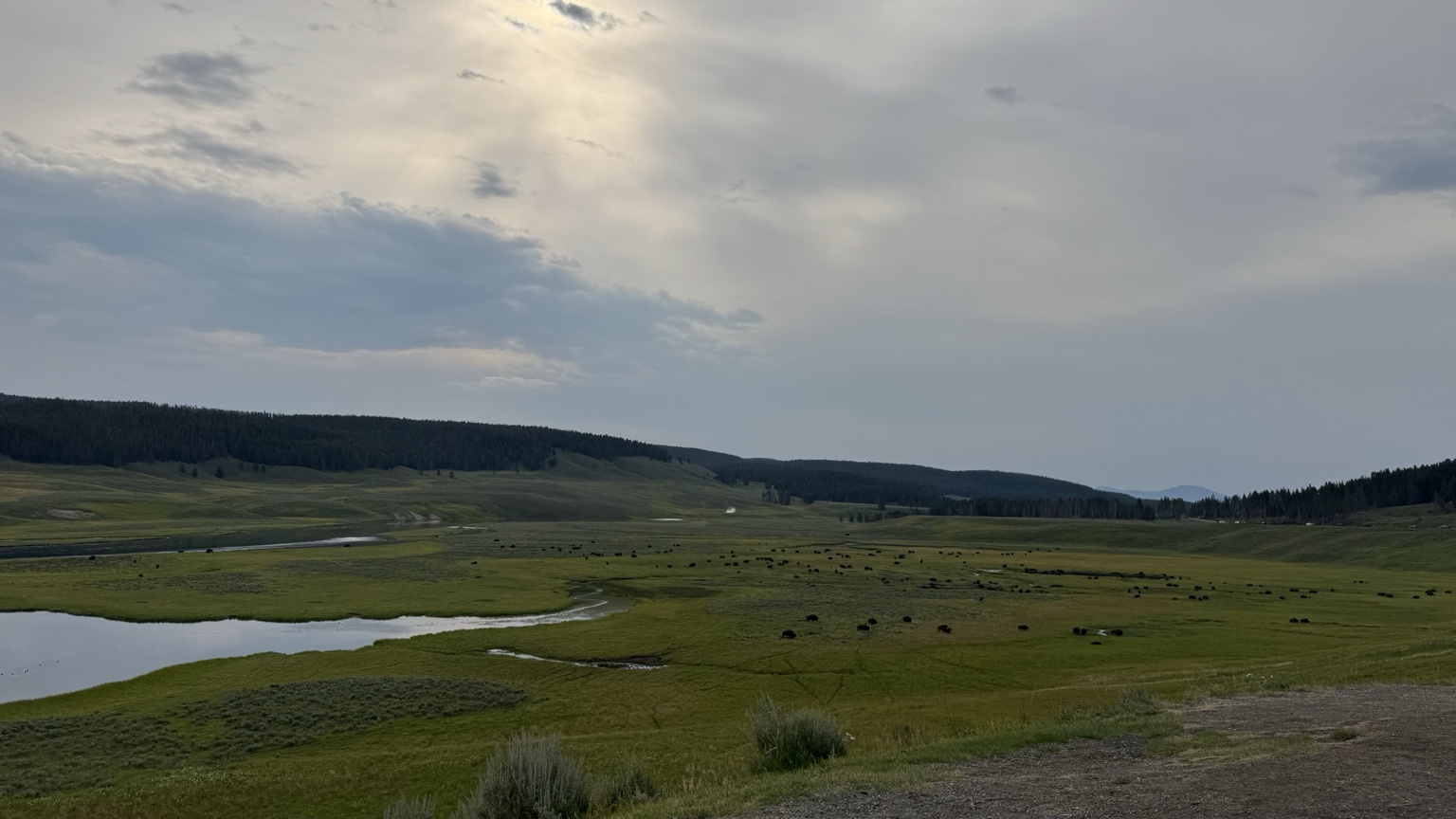 Bison Herd