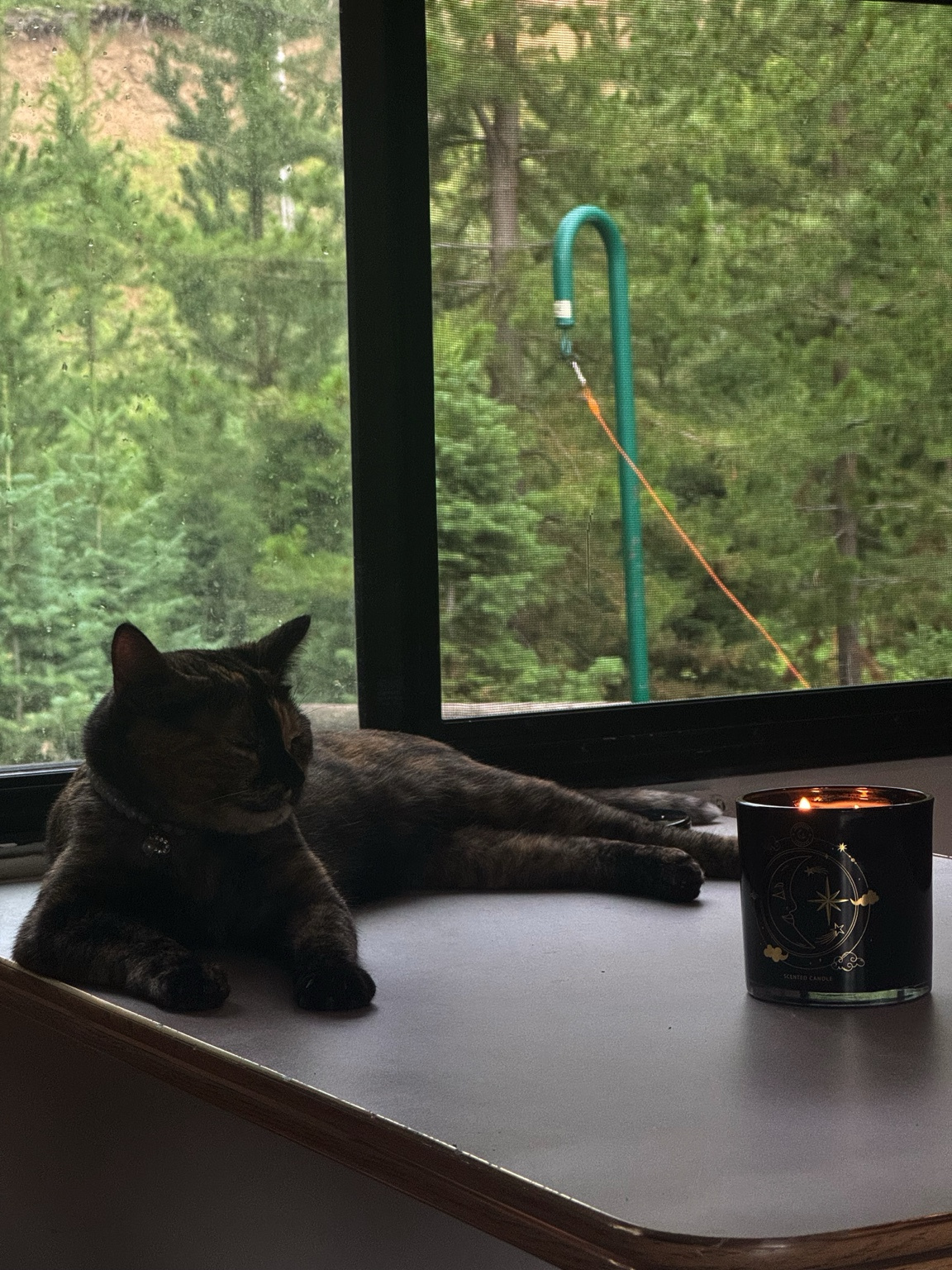 Cat in the RV