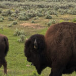 Bison Close-Up