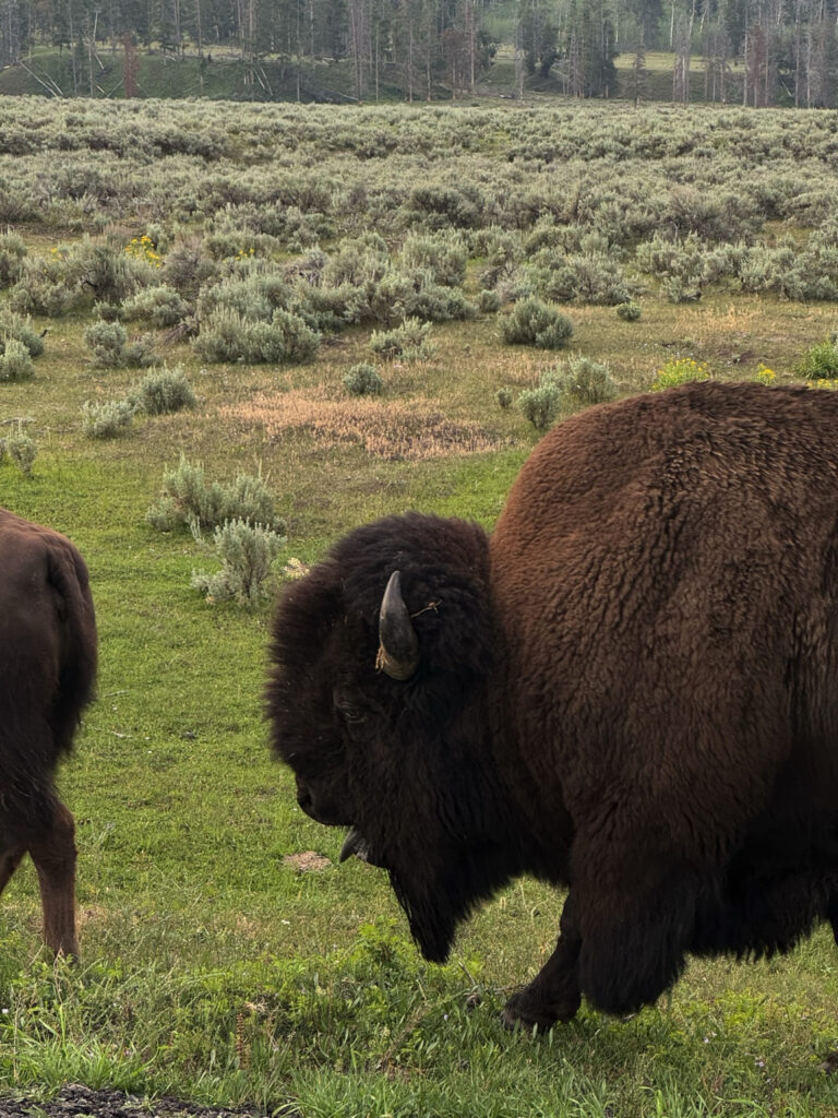 Bison Close-Up