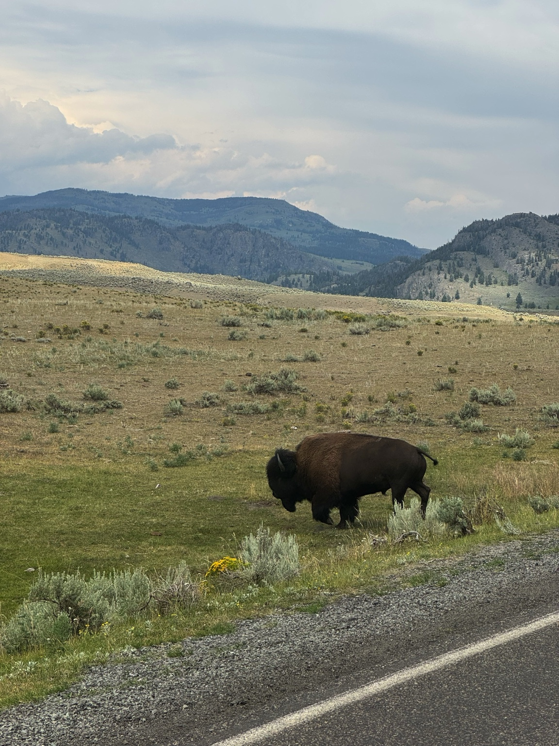 Roadside Bison